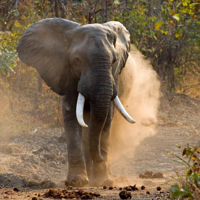 Ilustracija, afrički slon