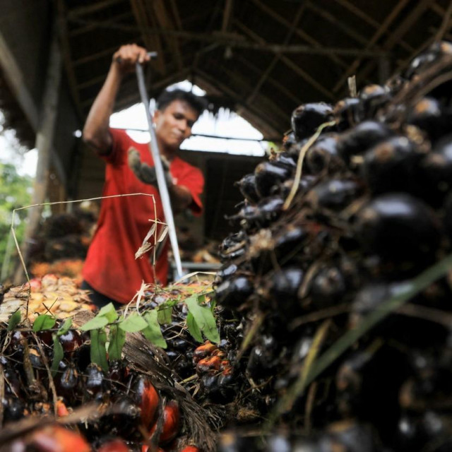 &lt;p&gt;Proizvodnja palminog ulja u Indoneziji&lt;/p&gt;
