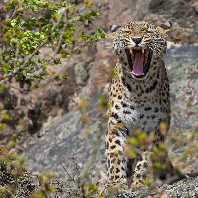 &lt;p&gt;Perzijski leopard&lt;/p&gt;