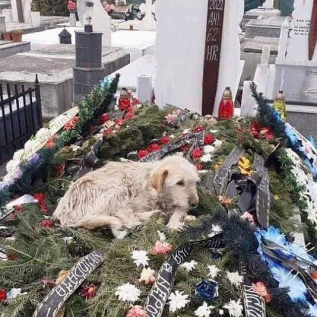Pas na grobu