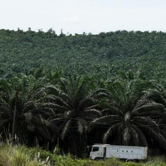 &lt;p&gt;Plantaža palmi za proizvodnu palminog ulja.&lt;/p&gt;