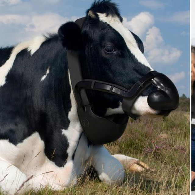 &lt;p&gt;Krava s &amp;#39;maskom&amp;#39; koja smanjuje emsije metana i princ Charles&lt;/p&gt;