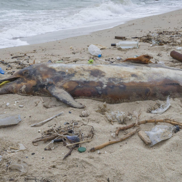 &lt;p&gt;Mrtvi mladi delfin na obali Crnog mora&lt;/p&gt;