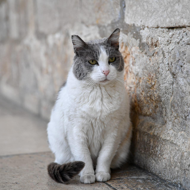 Mačka Anastazija