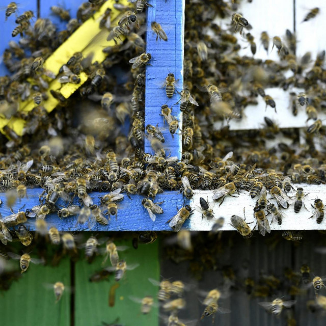 Masovni pomor pčela u Međimurju/Ilustracija