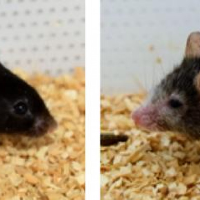 &lt;p&gt;miševi u Sinclairovu laboratoriju&lt;/p&gt;