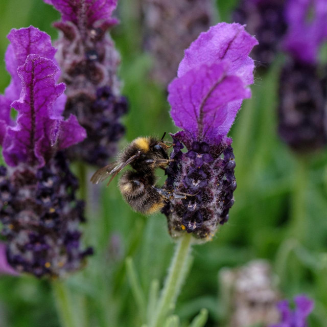 &lt;p&gt;Građani EU-a su u inicijativi &amp;#39;Spasimo pčele i poljoprivrednike&amp;#39; jasno dali do znanja da ne žele pesticide u svom okolišu&lt;/p&gt;