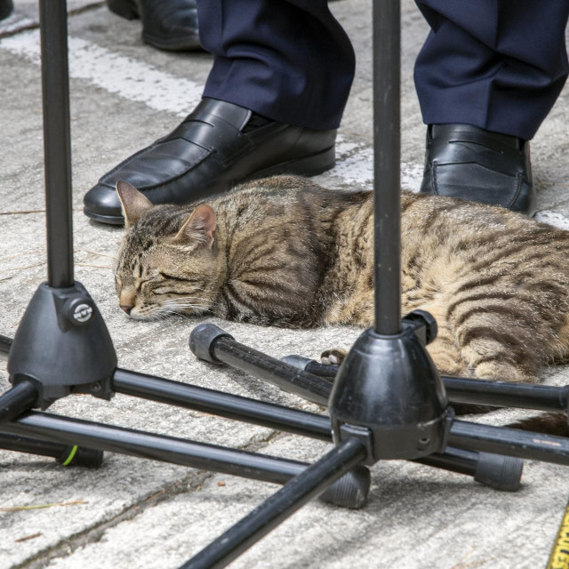 &lt;p&gt;Mačka pod premijerovim nogama dok daje izjavu medijima&lt;/p&gt;