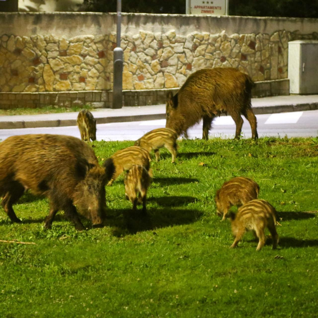 &lt;p&gt;Divlje svinje u naselju Premantura, ilustracija&lt;/p&gt;

&lt;p&gt; &lt;/p&gt;

&lt;p&gt; &lt;/p&gt;