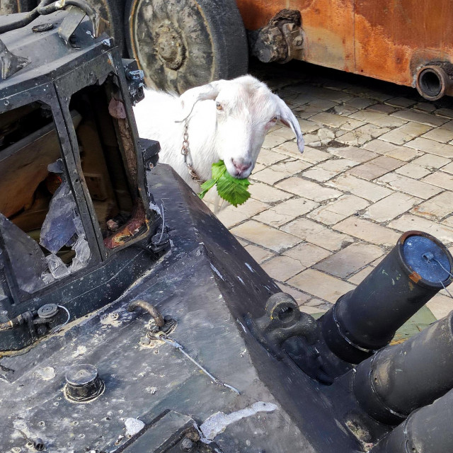 &lt;p&gt;Koza pokraj uništenog ruskog tenka u Kijevu&lt;/p&gt;