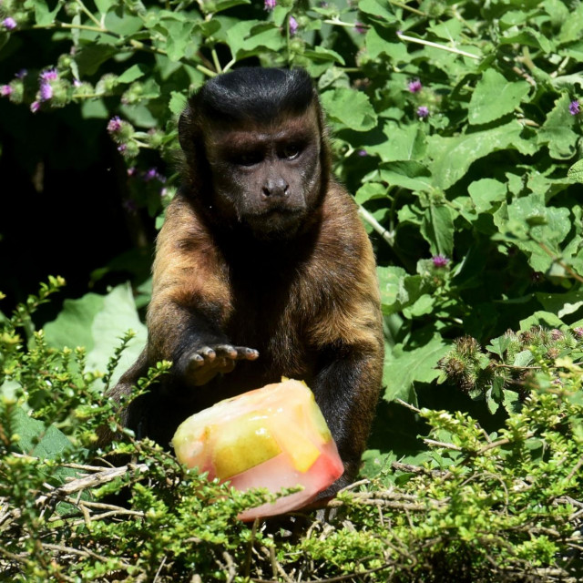 &lt;p&gt;Majmun uživa u zaleđenom voću u zagrebačkom ZOO&lt;/p&gt;

&lt;p&gt; &lt;/p&gt;