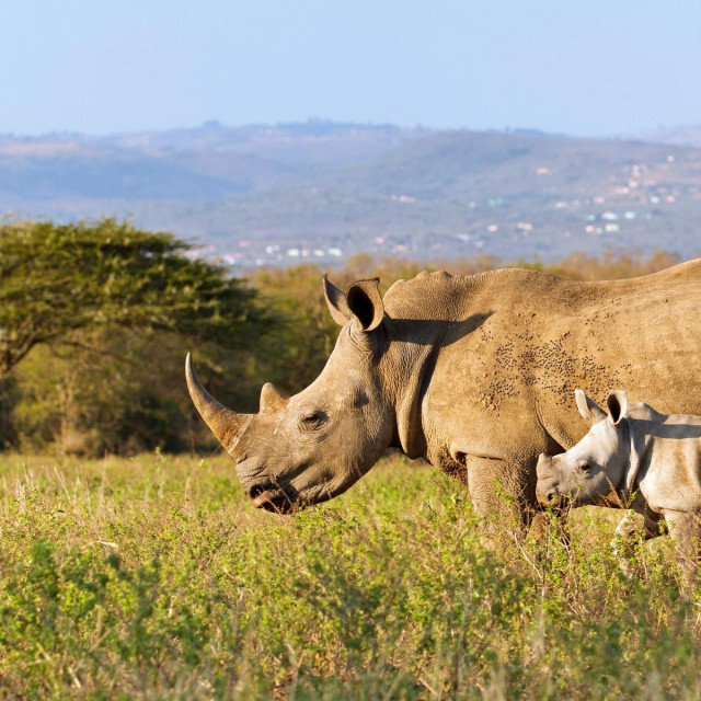 &lt;p&gt;ilustrativna fotografija nosoroga&lt;/p&gt;