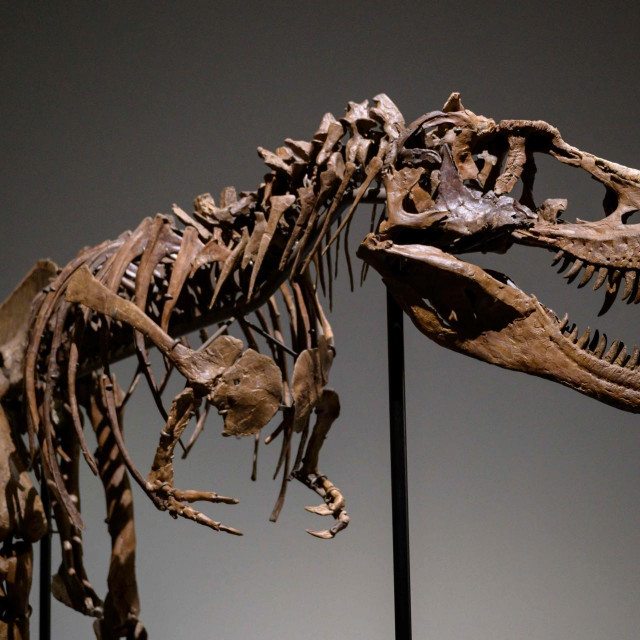 &lt;p&gt;Gorgosaurusov kostur&lt;/p&gt;