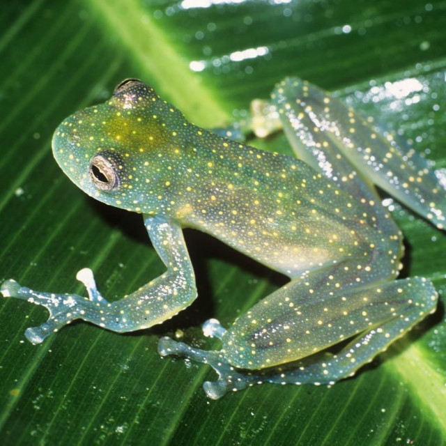 &lt;p&gt;Endemska vrsta žabe koja živi u Amazonskoj prašumi&lt;/p&gt;