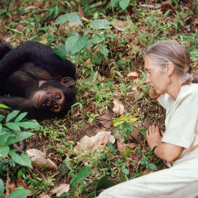 Jane Goodall s čimpanzom, snimljeno u kolovozu 1988. godine

 
