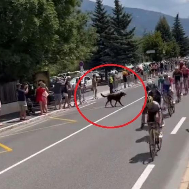 Pas je izazvao kaos na Tour de Franceu