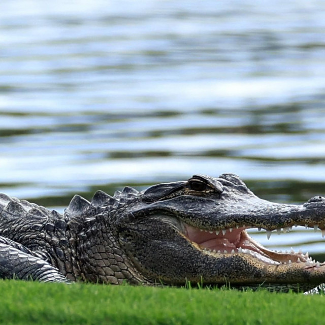 &lt;p&gt;Aligator na Floridi, ilustracija&lt;/p&gt;