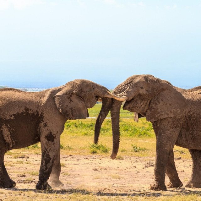 &lt;p&gt;Susret dva stara slona u Keniji, ilustracija&lt;/p&gt;