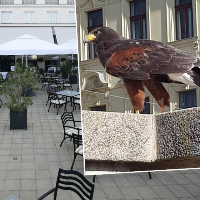 &lt;p&gt;Terasa Oleandar hotela Esplanade i škanjac koji rastjeruje ptice&lt;/p&gt;