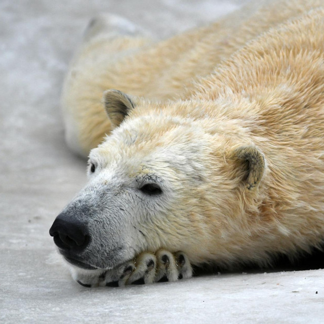 Polarni medvjed, ilustrativna fotografija