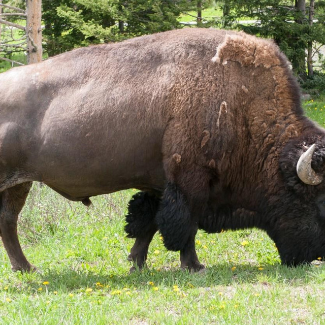 &lt;p&gt;Američki bizon/Ilustracija&lt;/p&gt;