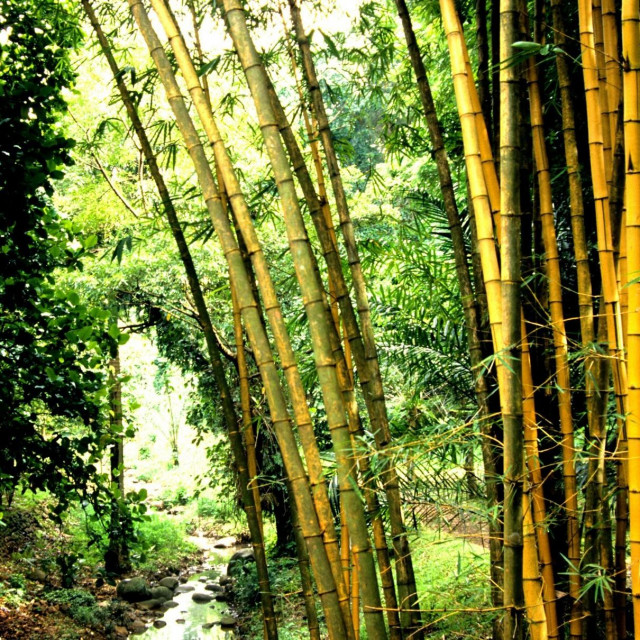 &lt;p&gt;drvo bambusa (ilustrativna fotografija)&lt;/p&gt;