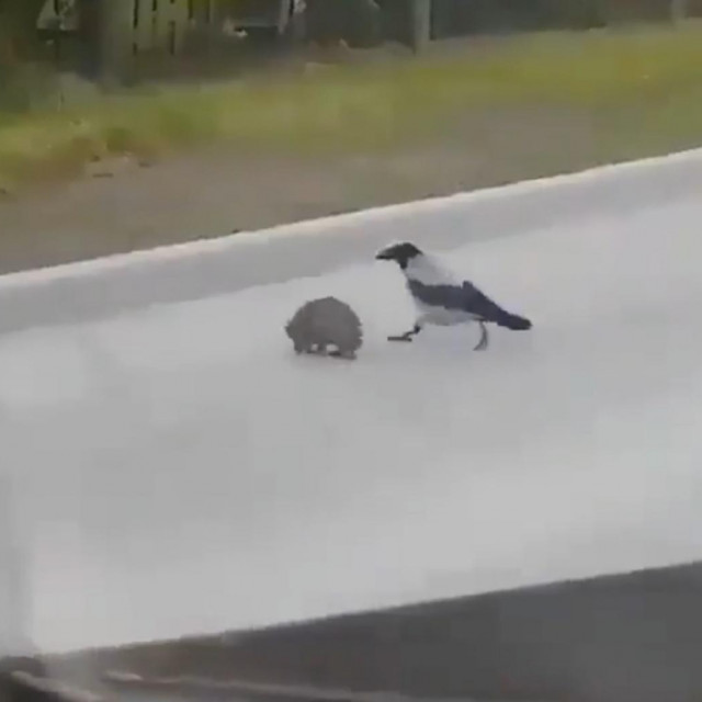 Vrana pomaže ježu