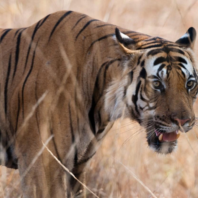 &lt;p&gt;Tigar snimljen u rezervatu Bandhavgarh&lt;/p&gt;

&lt;p&gt; &lt;/p&gt;