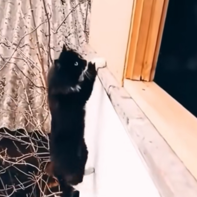 &lt;p&gt;Mačka se penje na prozor&lt;/p&gt;