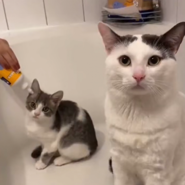 &lt;p&gt;Mačke u kupaonici&lt;/p&gt;