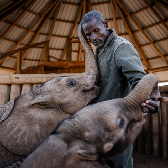 Spašeni slonovi u skloništu u Keniji