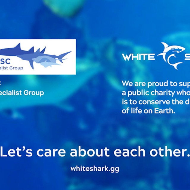 &lt;p&gt;White Shark i IUCN zajedno brinu o morskim psima&lt;/p&gt;