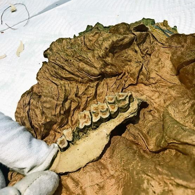 &lt;p&gt;Čeljust i zubi u relikvijaru pohranjeni na jastučiću&lt;/p&gt;