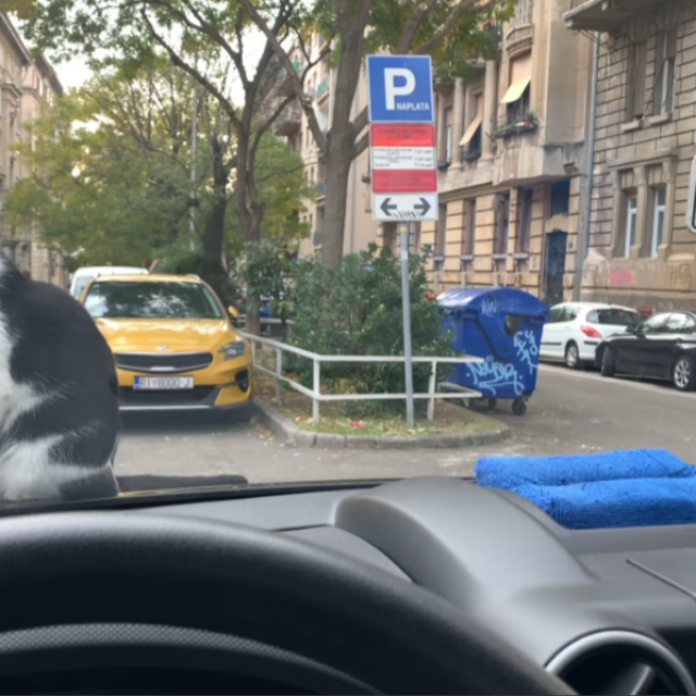 &lt;p&gt;Mačke na automobilu&lt;/p&gt;