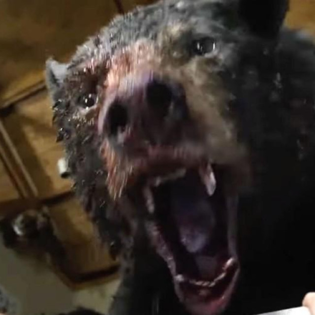 &lt;p&gt;Scena iz filma ‘Kokainski medvjed‘&lt;/p&gt;
