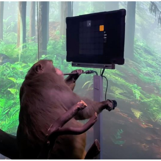 &lt;p&gt;Čip Muskovog Neuralinka trebao bi majmunu omogućiti da mislima upravlja videoigricom&lt;/p&gt;