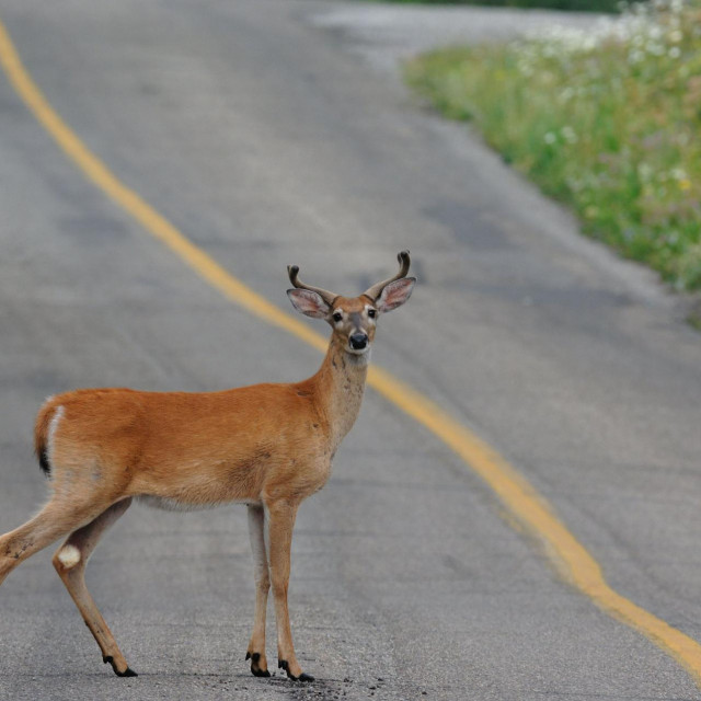 &lt;p&gt;A young wild white tail buck deer standing on the road through Waterton National Park in Alberta Canada,Image: 13737361, License: Rights-managed, Restrictions:, Model Release: no, Credit line: Wildlife/Alamy/Profimedia&lt;/p&gt;