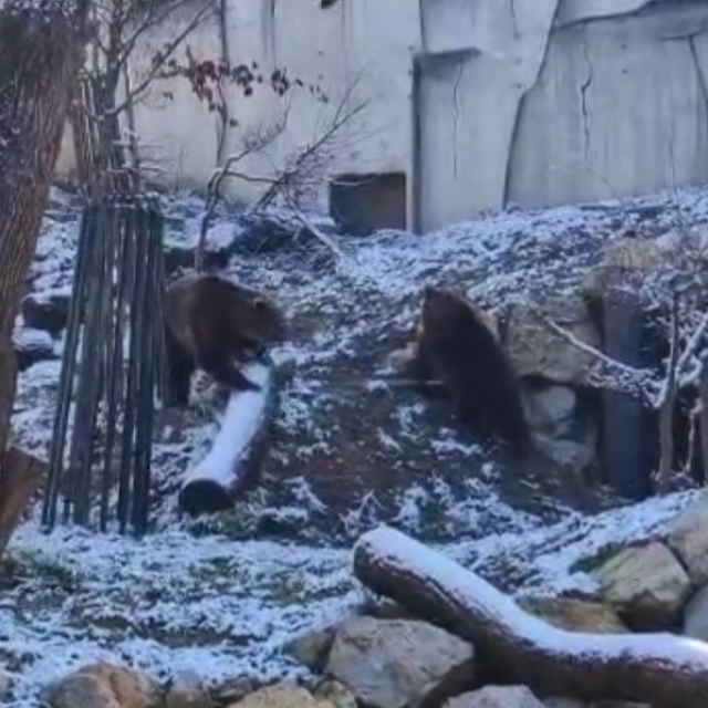 &lt;p&gt;Medvjedi uživaju u snijegu&lt;/p&gt;