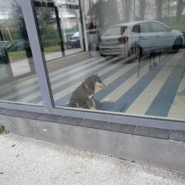 Pas u zatvorenim prostorima kompleksa