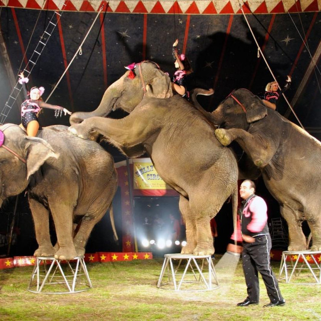 Cirkusisa životinjama su u mnogim zemljama zabranjeni