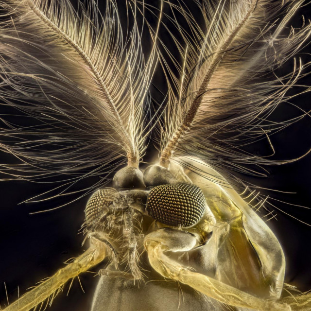 &lt;p&gt;Glava mužjaka komarca&lt;/p&gt;