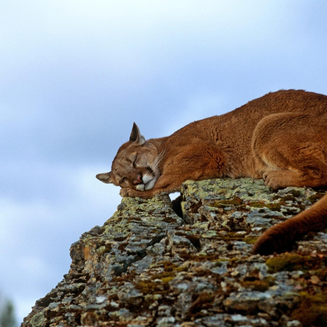 Puma (cougar) odmara na stijeni