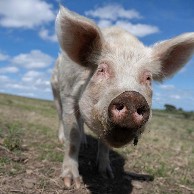 Betty, spašena svinja koja živi u jednom utočištu, ilustracija