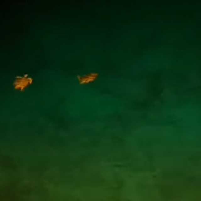 Kornjače u moru
 