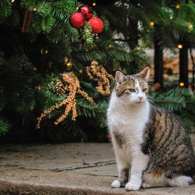 &lt;p&gt;London, UK, 30th Nov 2022. Larry the Cat, Chief Mouser and famous feline of Downing Street, sits patiently at the 10 Downing Street black door under a festive Christmas wreath today, then goes to investigate the pretty Christmas Tree and its decorations.,,Image: 741244258, License: Rights-managed, Restrictions:, Model Release: no, Credit line: IMAGEPLOTTER/Avalon/Profimedia&lt;/p&gt;