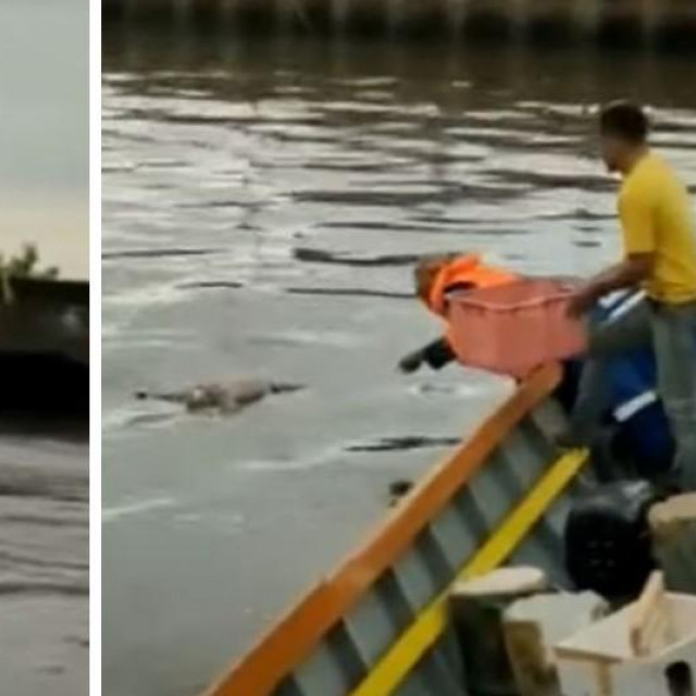 &lt;p&gt;Krokodil u rijeci u Indoneziji nosio tijelo dječaka&lt;/p&gt;