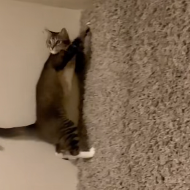 &lt;p&gt;Mačka na tepihu&lt;/p&gt;