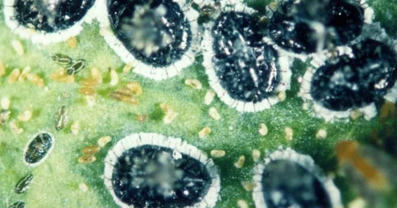 Karantenski &scaron;tetnik iz Azije pronađen u Opuzenu! Ne napada samo agrume, ugrožene su brojne vrste