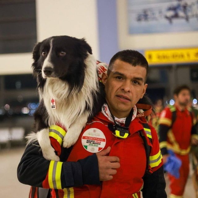 &lt;p&gt;Jedan od pasa koji su poslani u Tursku&lt;/p&gt;