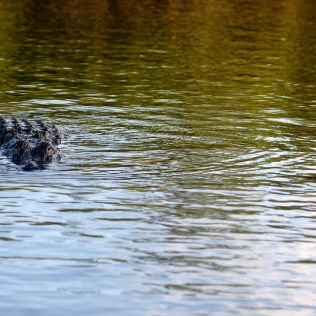 Ilustracija. aligator u jezeru